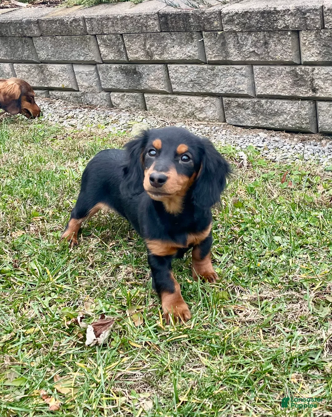 Miniature Dachshund dogs for sale: Miniature Dachshund Puppy 2 - Ad 12