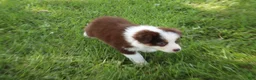 Australian Shepherd dogs for sale: Sandy - Ad 4