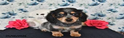 Miniature Dachshund dogs for sale: Peter - Ad 5