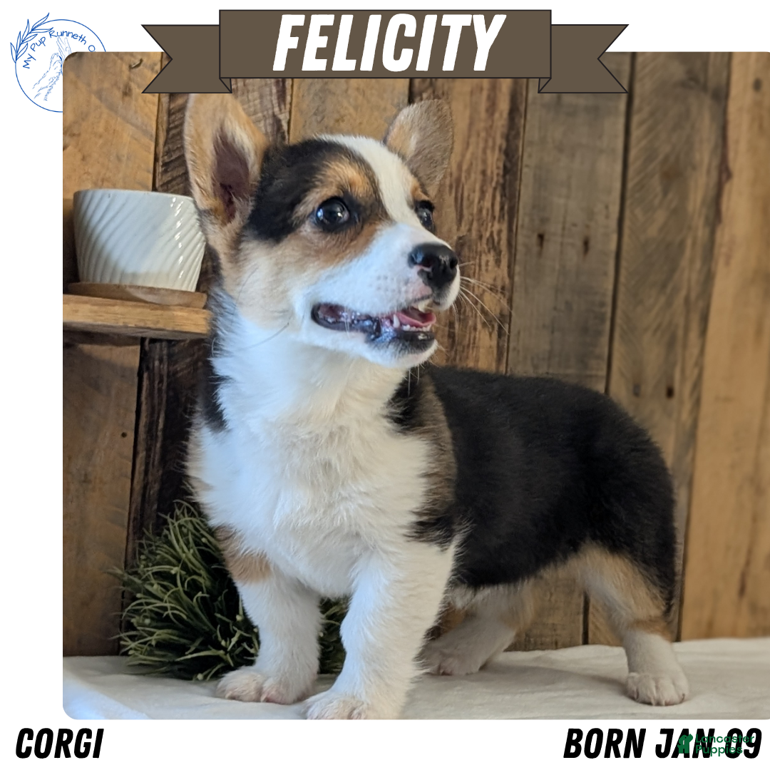Welsh Corgi Pembroke dogs for sale: Felicity  - Ad 2