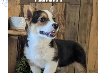 Welsh Corgi Pembroke dogs for sale: Felicity - Ad 2