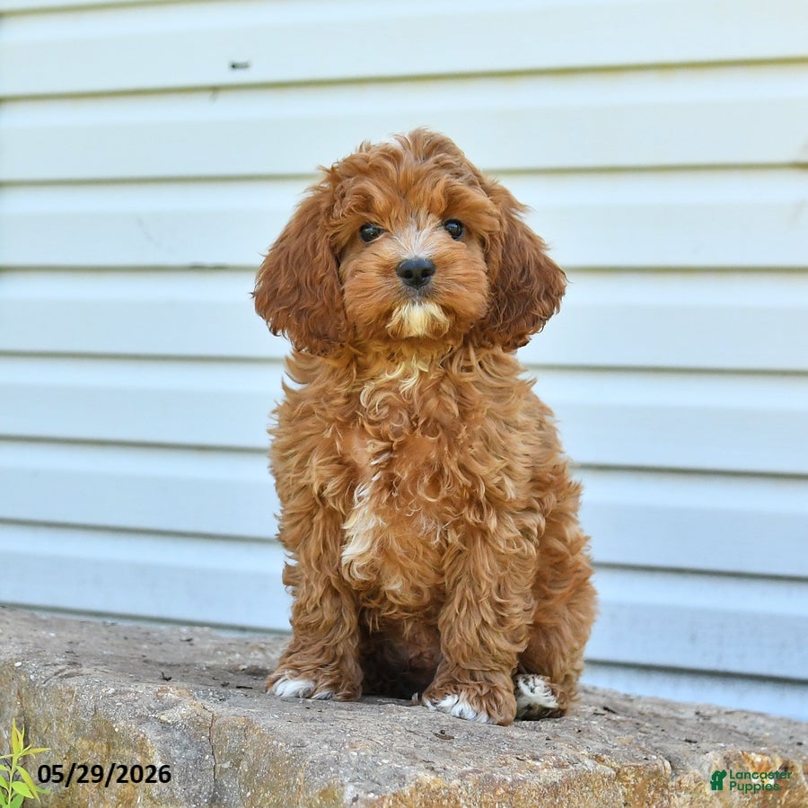 Cockapoo dogs Hero - Ad 2