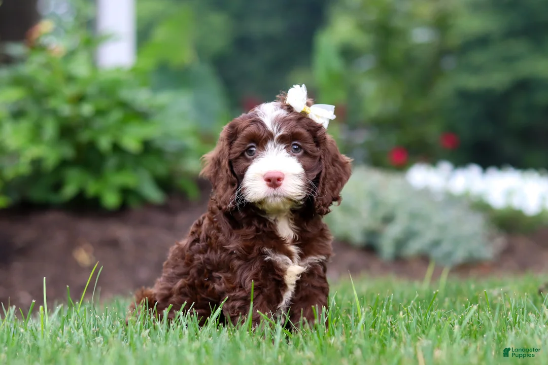 Cockapoo dogs for sale: Hazel - Ad 1
