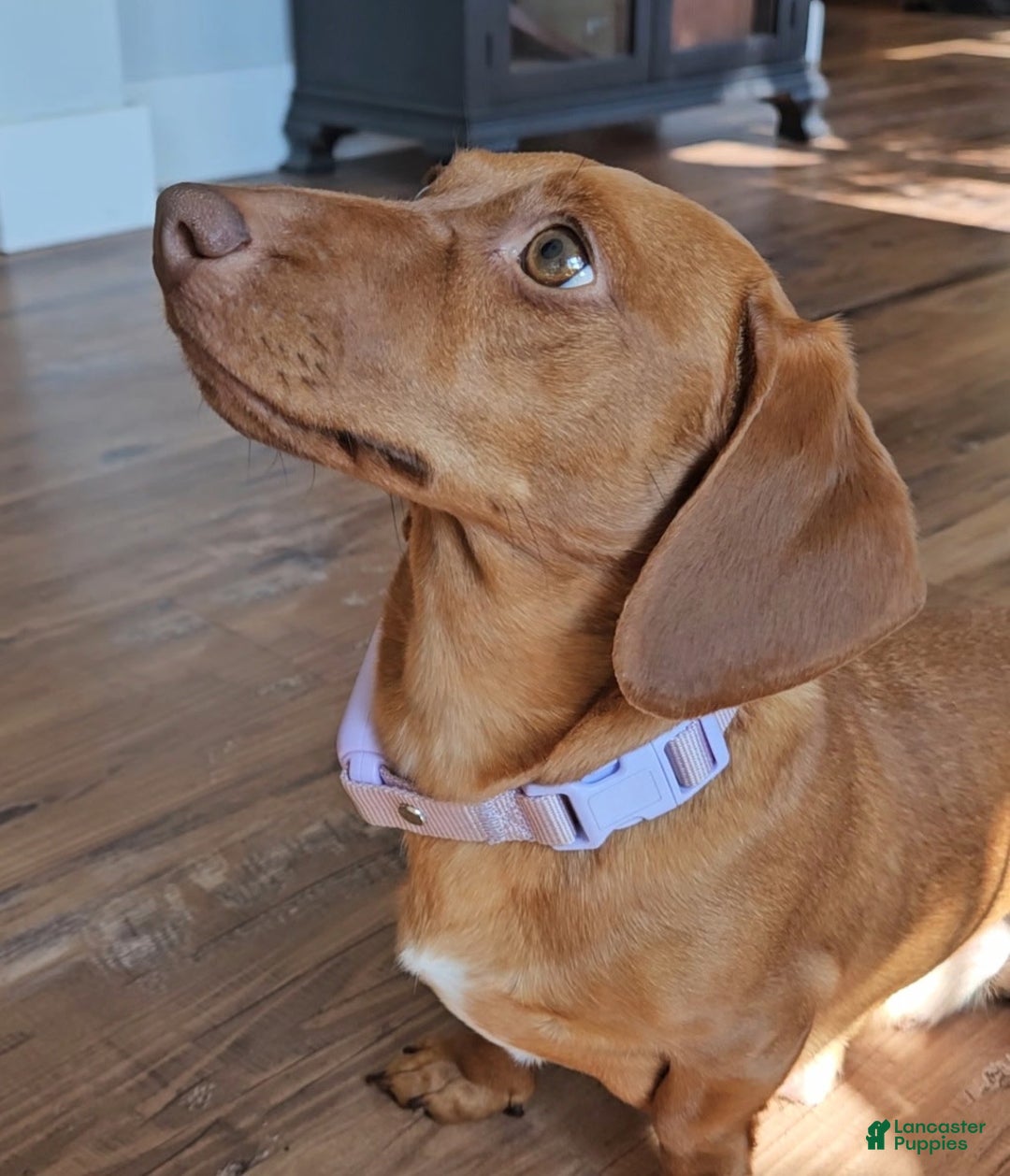 Dachshund dogs for sale: Tucker - Ad 4