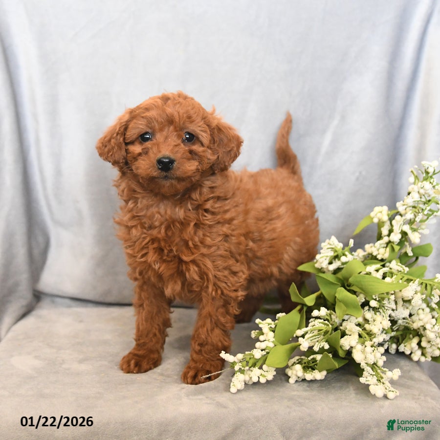 Mini Goldendoodle dogs Jasmine - Ad 39