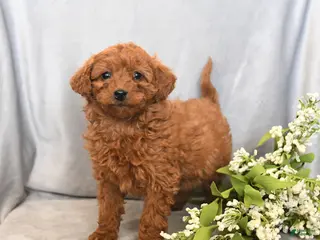 Mini Goldendoodle dogs Jasmine - Ad 2