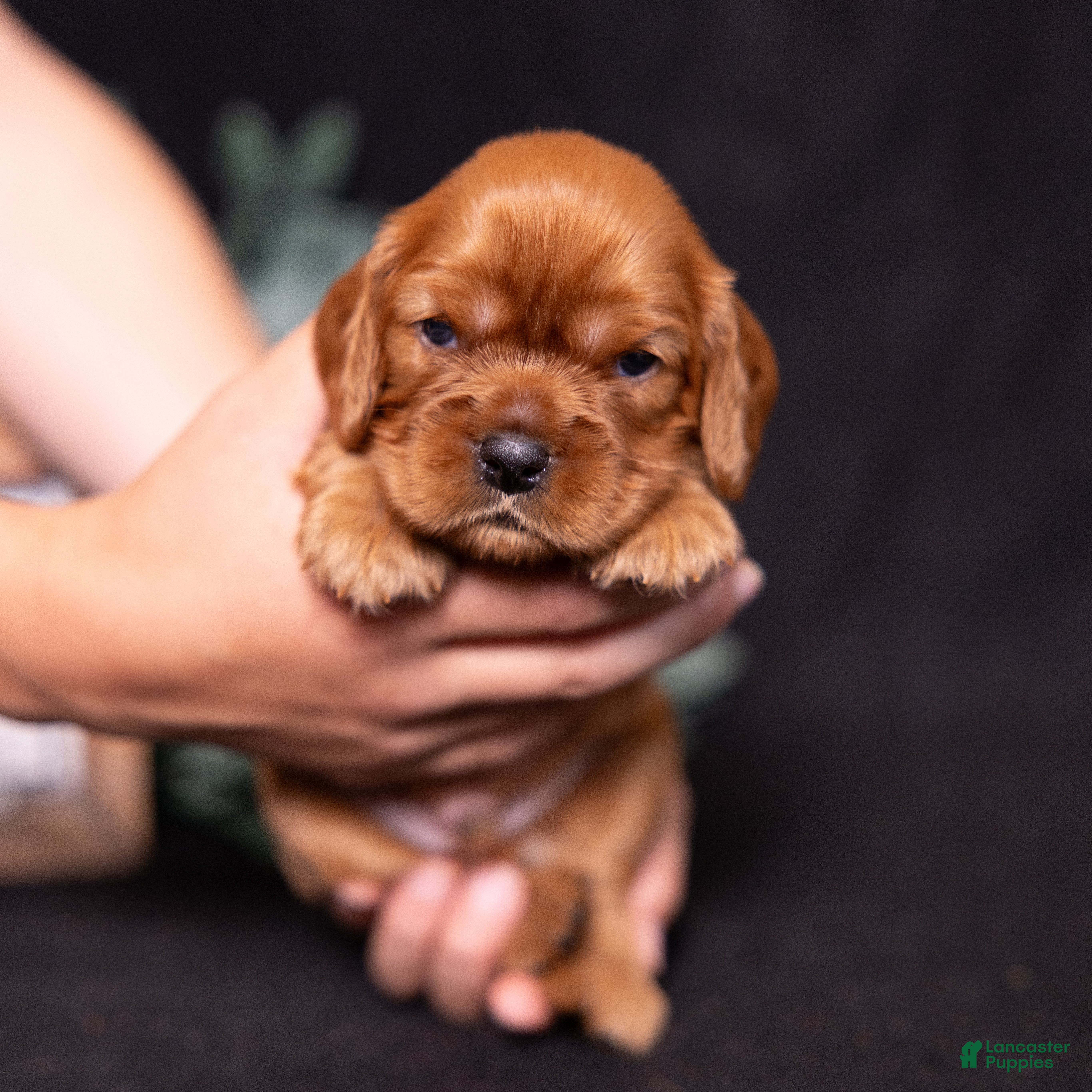Cavalier King Charles Spaniel dogs Einstein - Ad 1