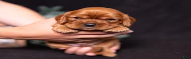 Einstein