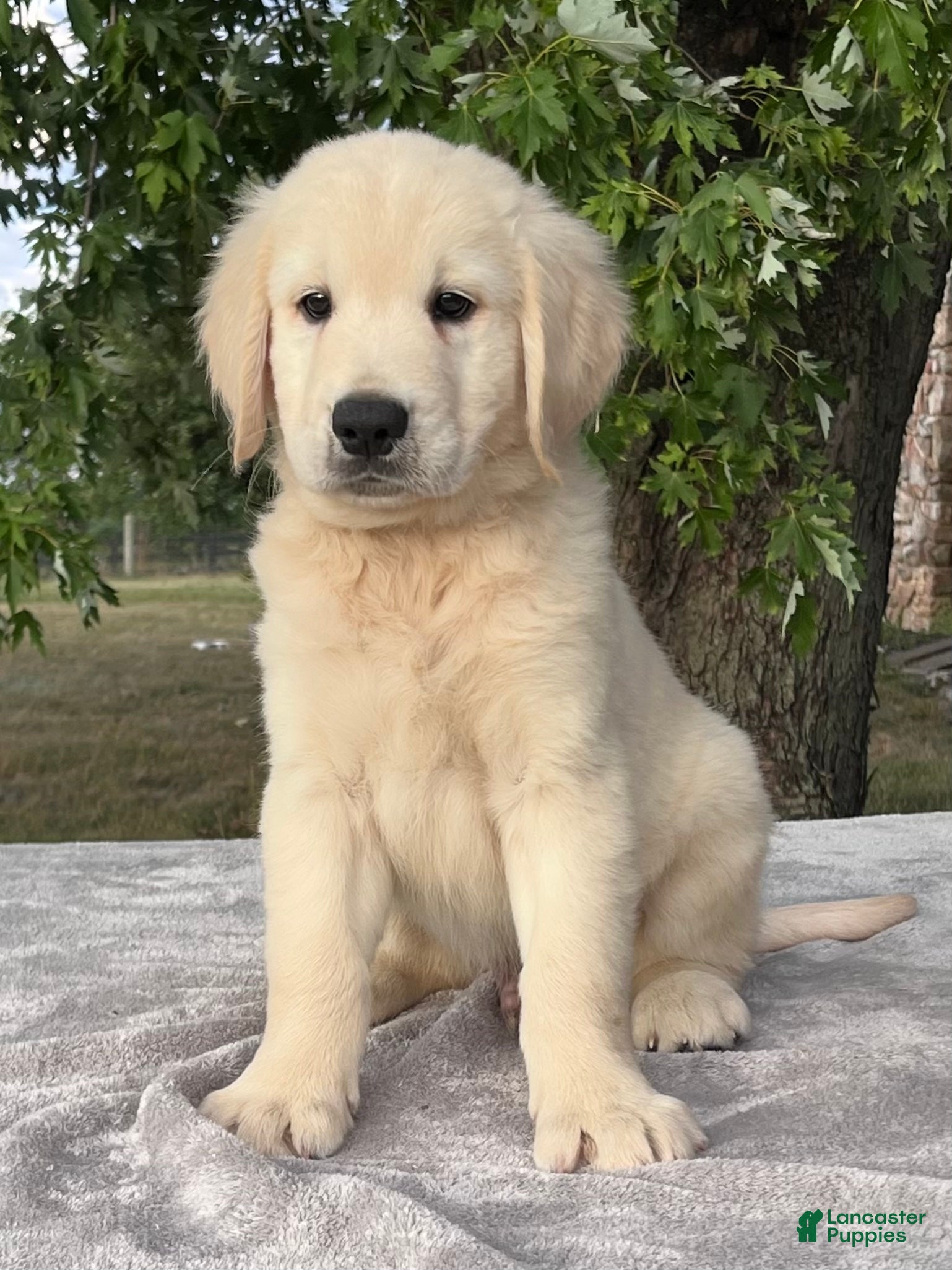 Golden Retriever dogs Barkley - Ad 1