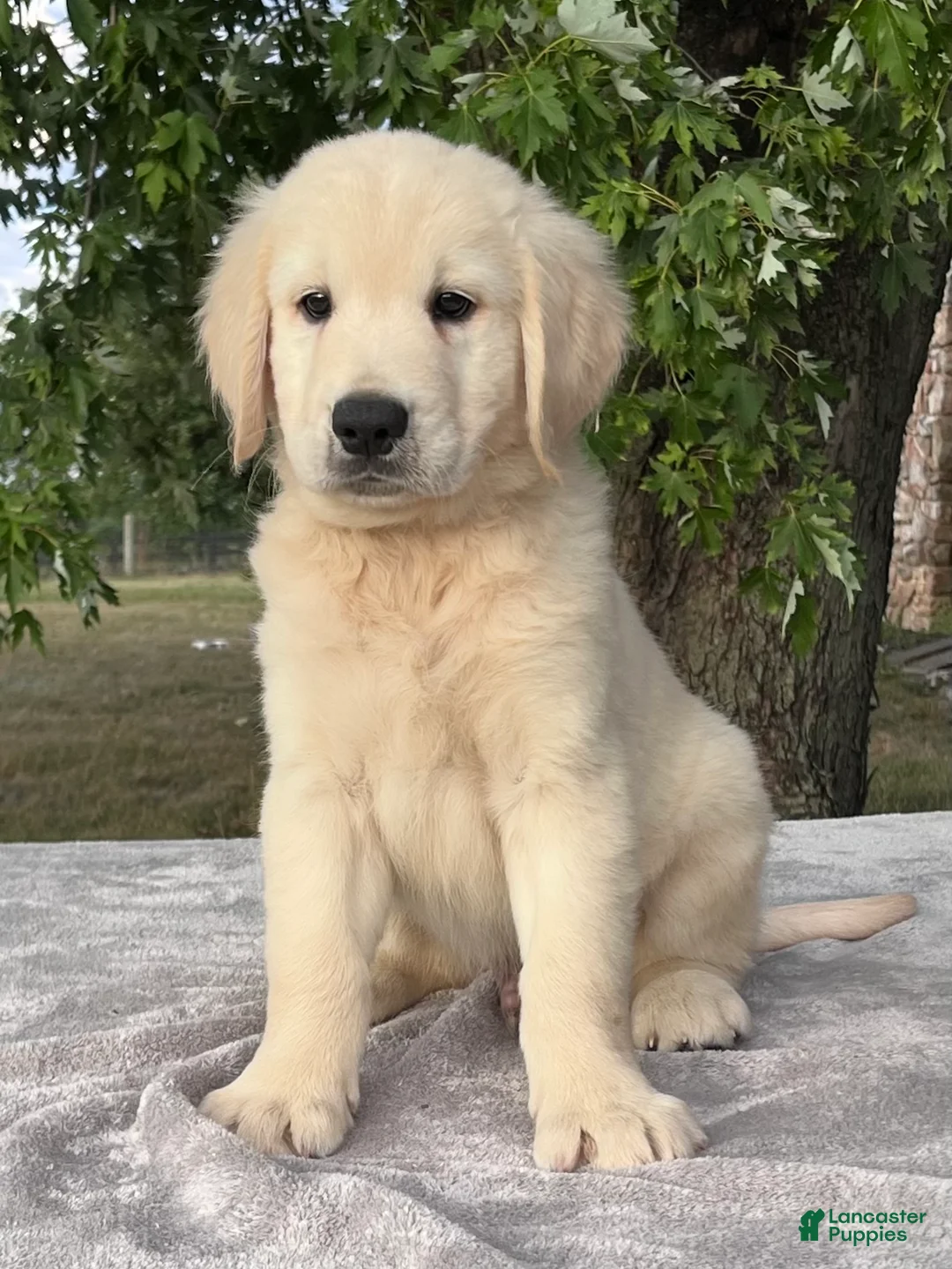 Golden Retriever dogs for sale: Barkley - Ad 1