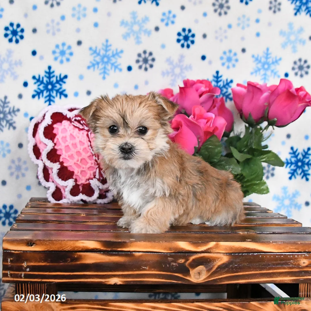 Morkie dogs for sale: Maggie - Ad 1