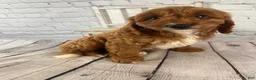 Cavapoo dogs for sale: Duke - Ad 6