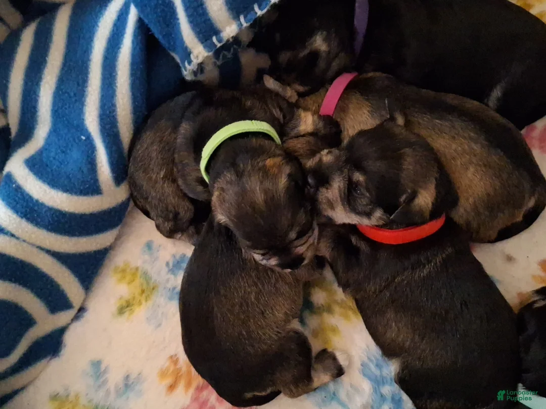 Miniature Schnauzer dogs for sale: Ms. MINTY - Ad 10