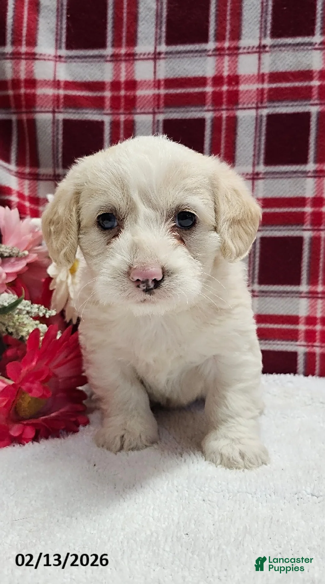 Mixed Breed dogs for sale: Princess - Ad 3