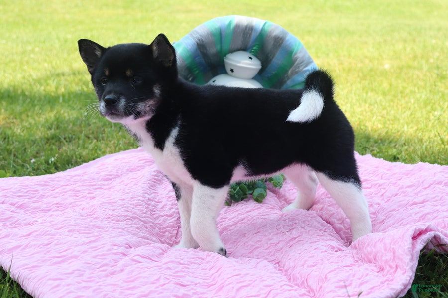 Shiba Inu dogs Aubrey - Ad 1