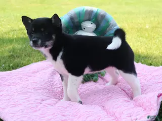 Shiba Inu dogs for sale: Aubrey - Ad 1