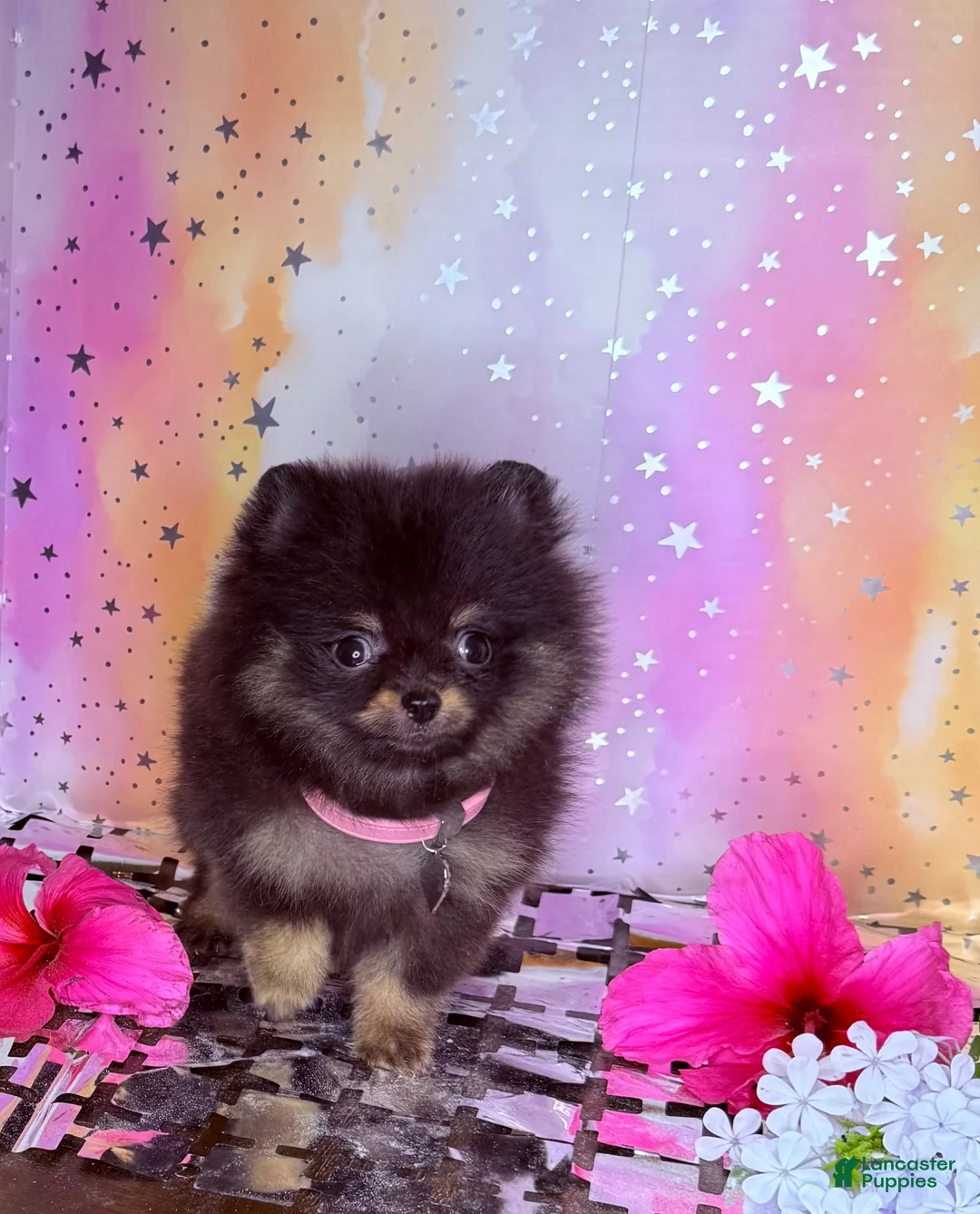 Pomeranian dogs for sale: Jazmin  - Ad 1