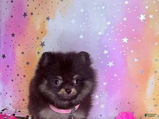 Pomeranian dogs Jazmin - Ad 11
