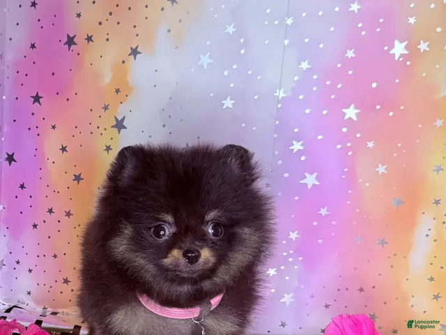 Pomeranian dogs Jazmin - Ad 3