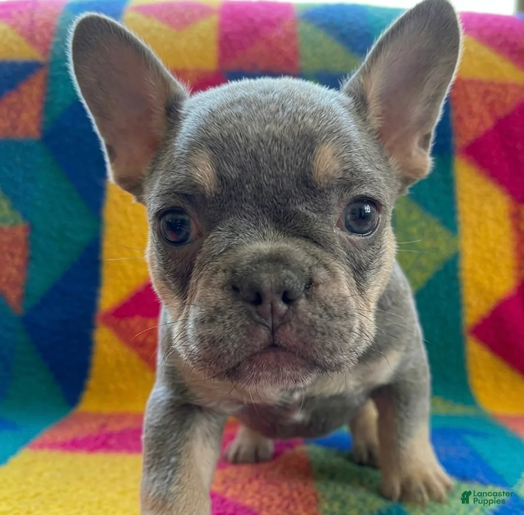 French Bulldog dogs for sale: Quantum - Ad 2