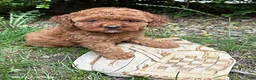 Cockapoo dogs for sale: Zoey - Ad 2