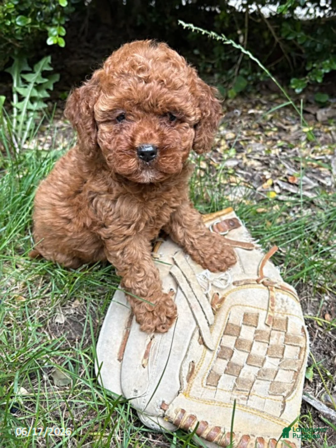 Cockapoo dogs for sale: Zoey - Ad 2