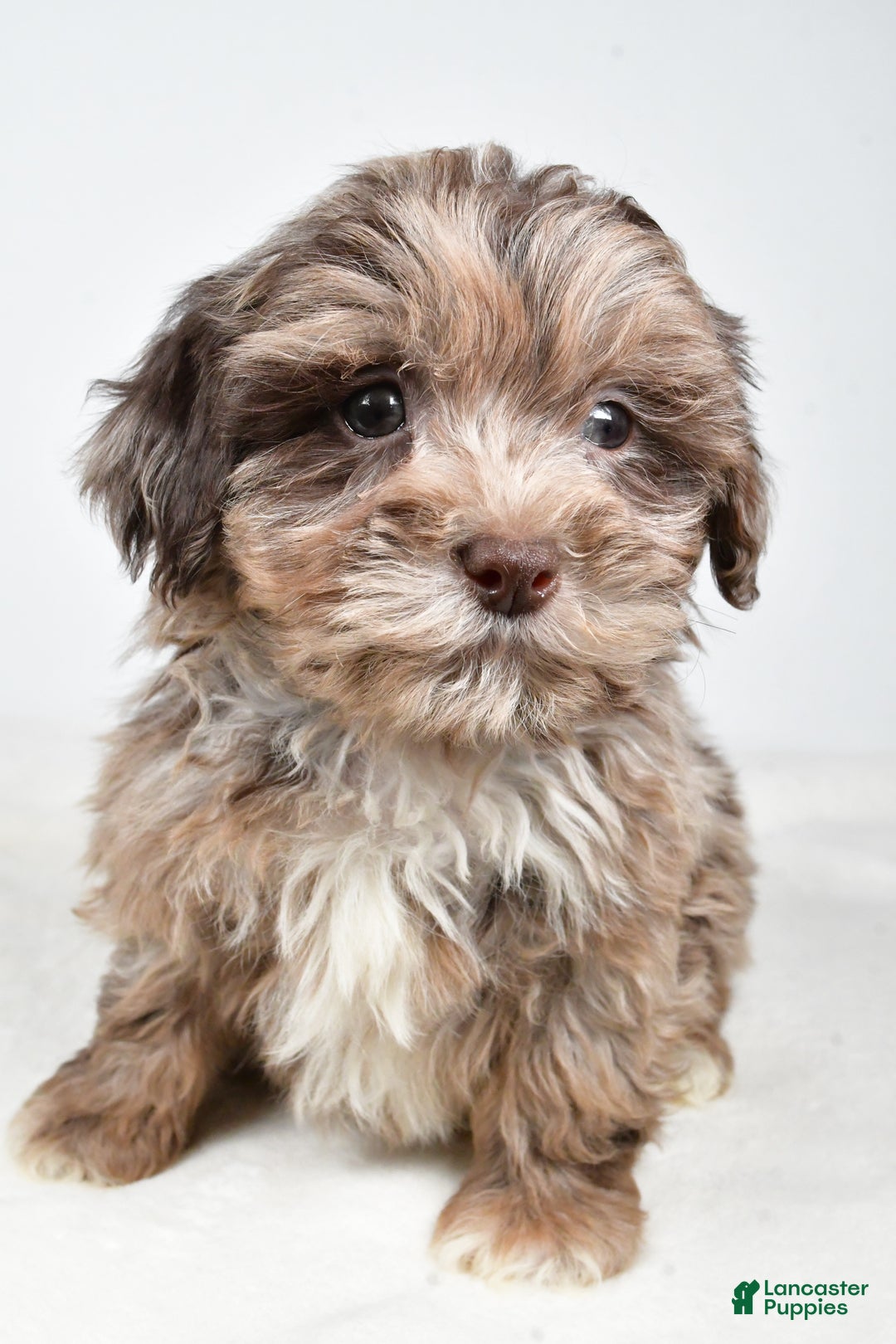 Shihpoo dogs for sale: Jordan - Ad 7