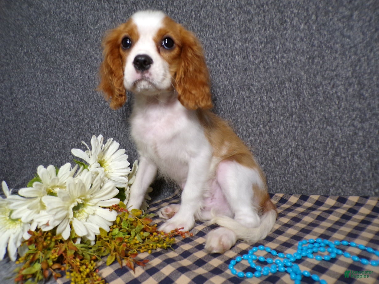 Cavalier King Charles Spaniel dogs for sale: Baxter - Ad 1
