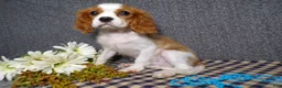 Cavalier King Charles Spaniel dogs for sale: Baxter - Ad 1
