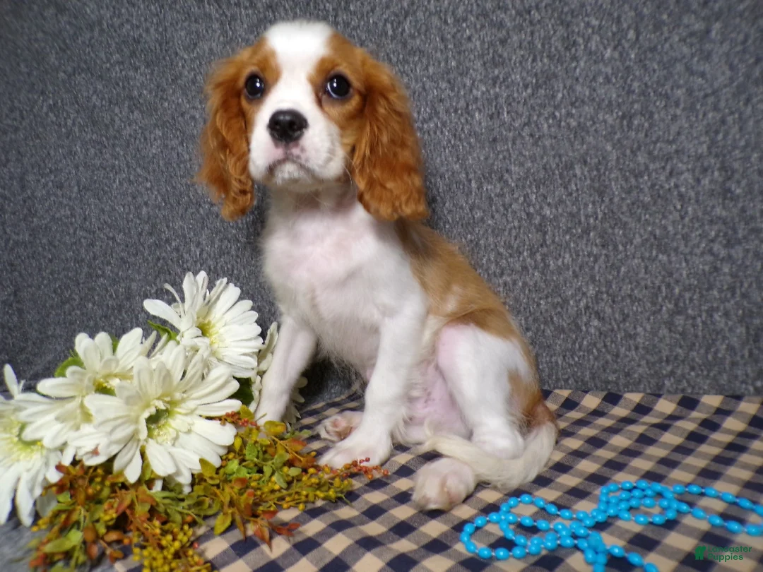 Cavalier King Charles Spaniel dogs for sale: Baxter - Ad 1