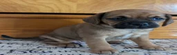 Puggle dogs for sale: Kenzie  - Ad 11