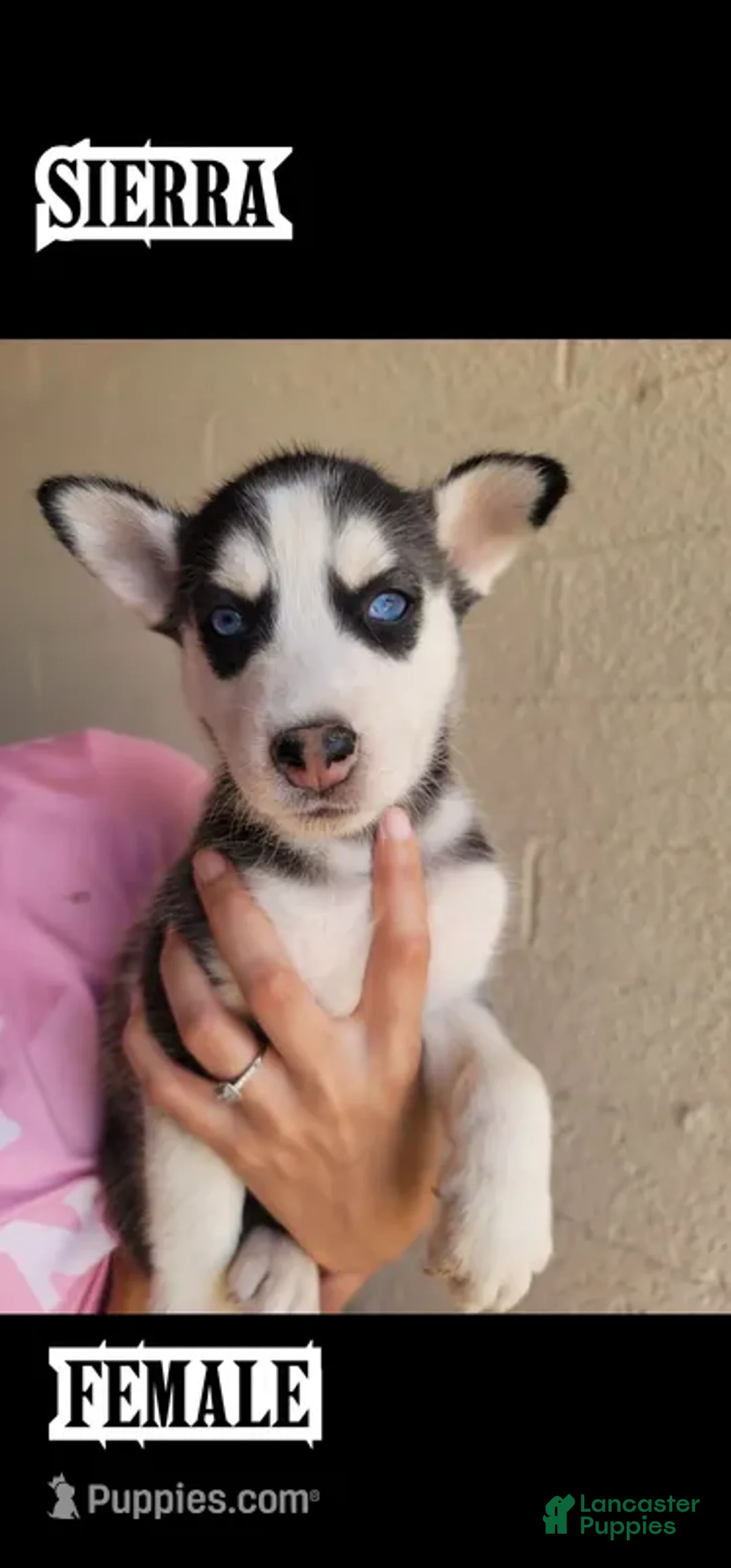 Siberian Husky dogs for sale: Sierra - Ad 1