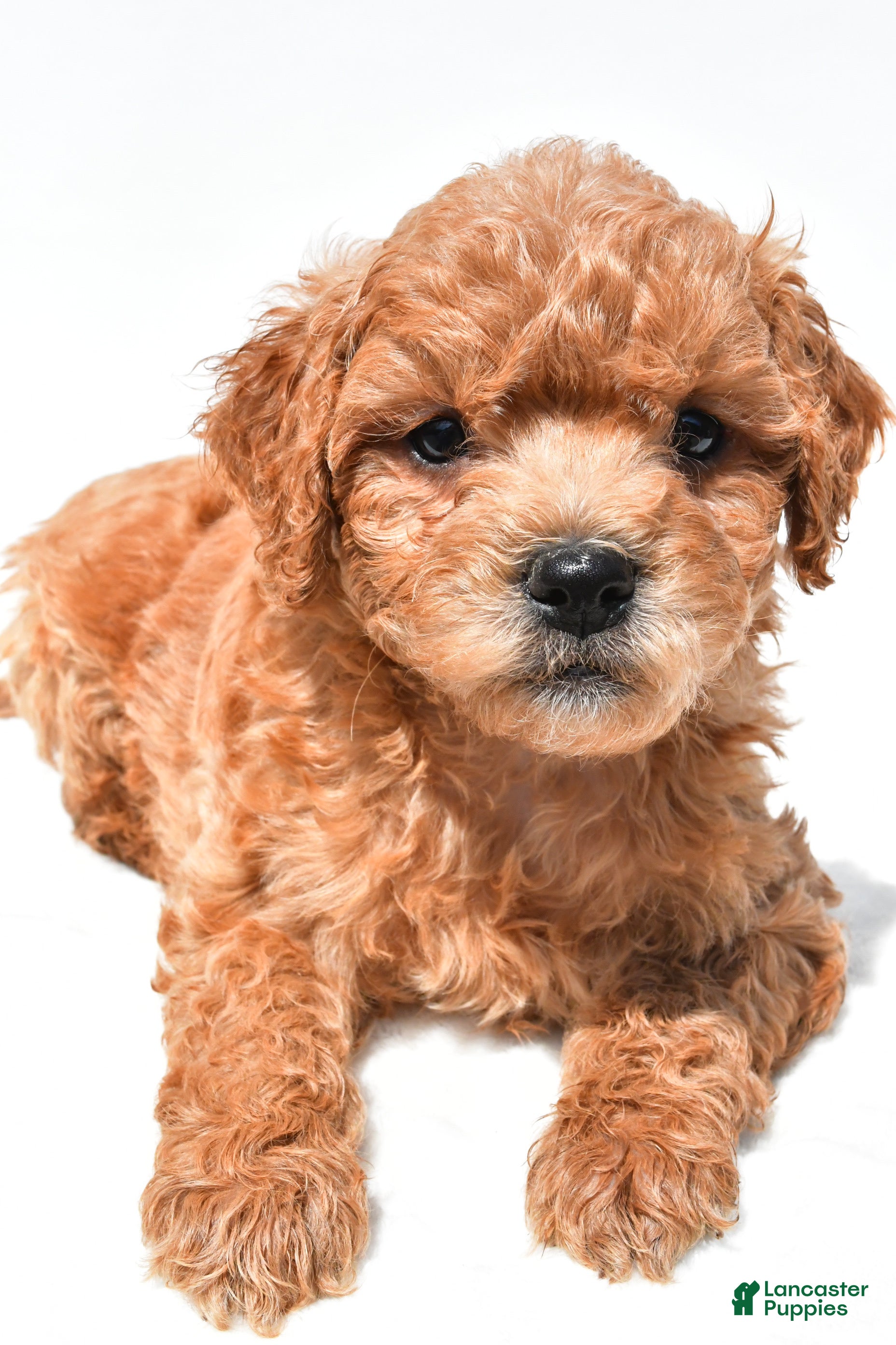 Mini Goldendoodle dogs Jace - Ad 1