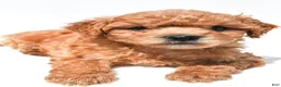 Mini Goldendoodle dogs for sale: Jace - Ad 1