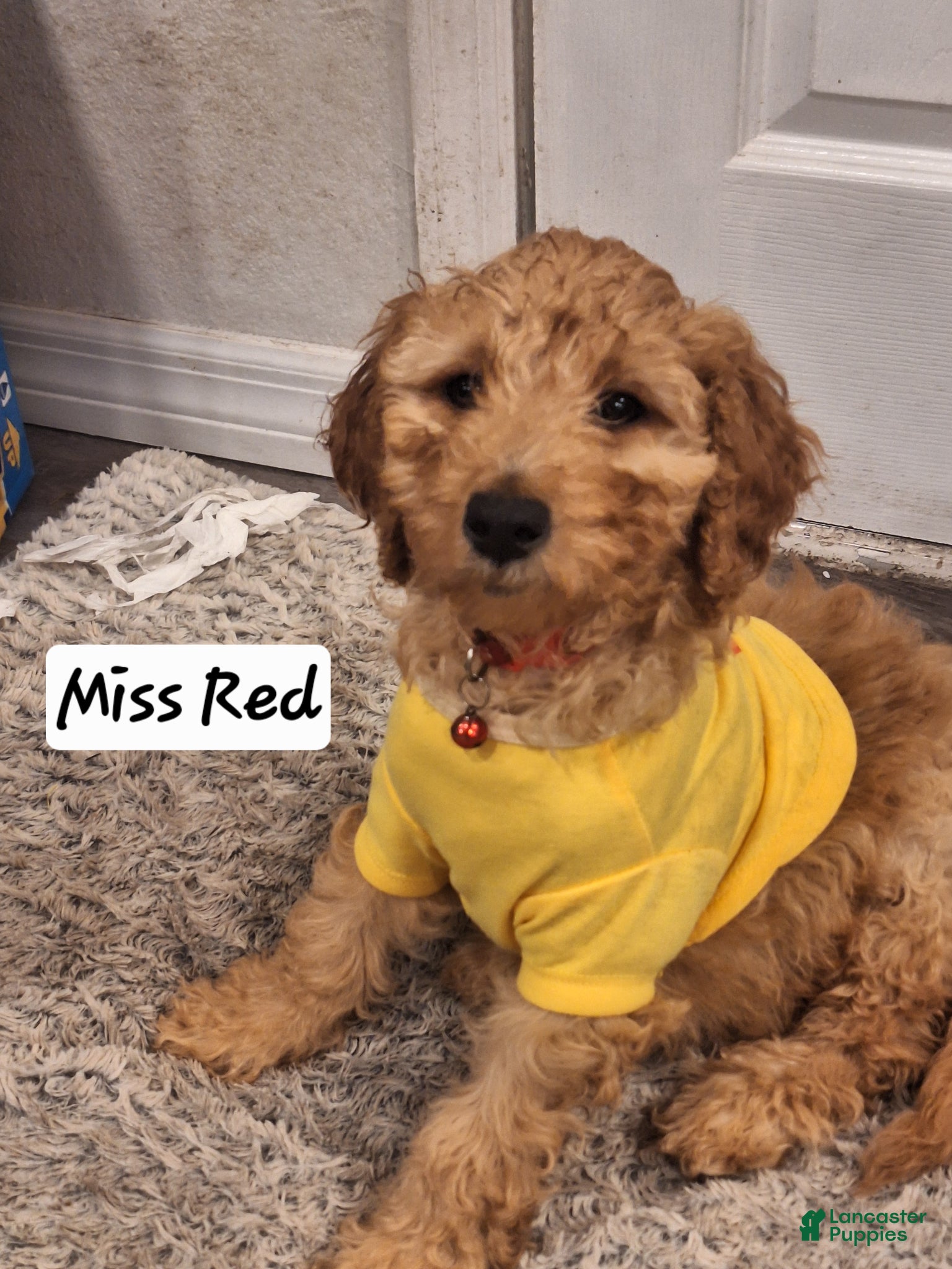 Goldendoodle dogs Goldendoodle Puppy 1 - Ad 1