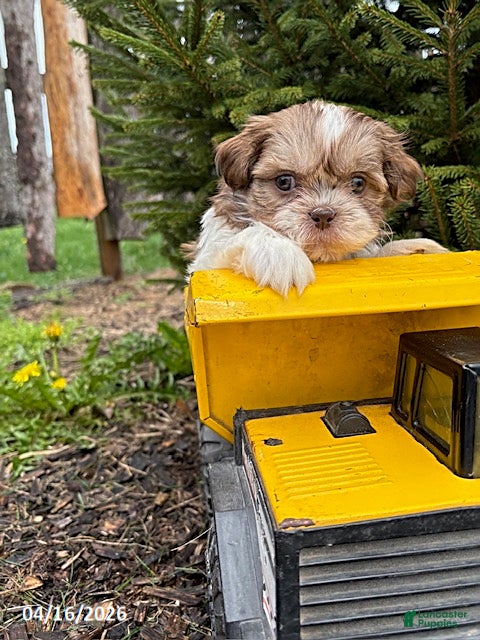 Shih Tzu dogs Atticus - Ad 2