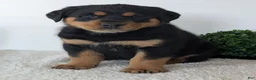 Mixed Breed dogs for sale: Rufus - Ad 15