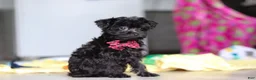 Yorkiepoo dogs for sale: Ricky - Ad 15