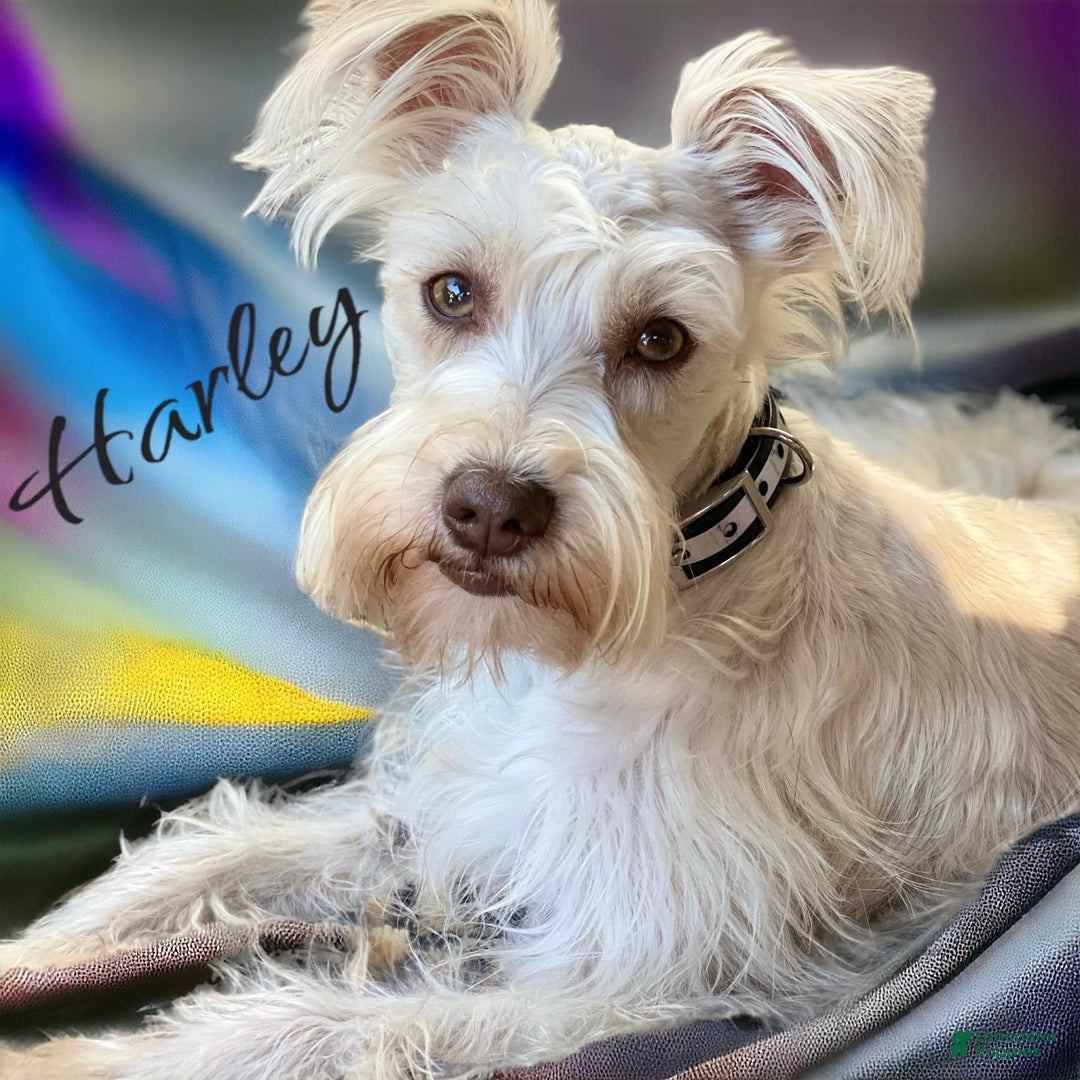 Miniature Schnauzer dogs for sale: Autumn - Ad 2