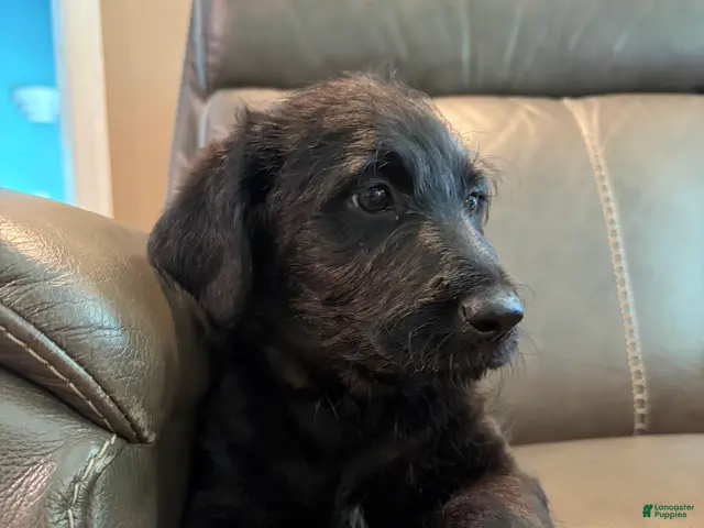 Mixed Breed dogs for sale: Misty - Ad 1