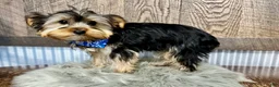 Yorkshire Terrier dogs for sale: Lance - Ad 4