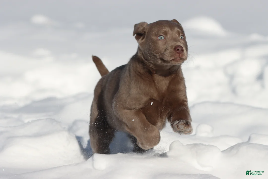 Labrador Retriever dogs for sale: Luna - Ad 2
