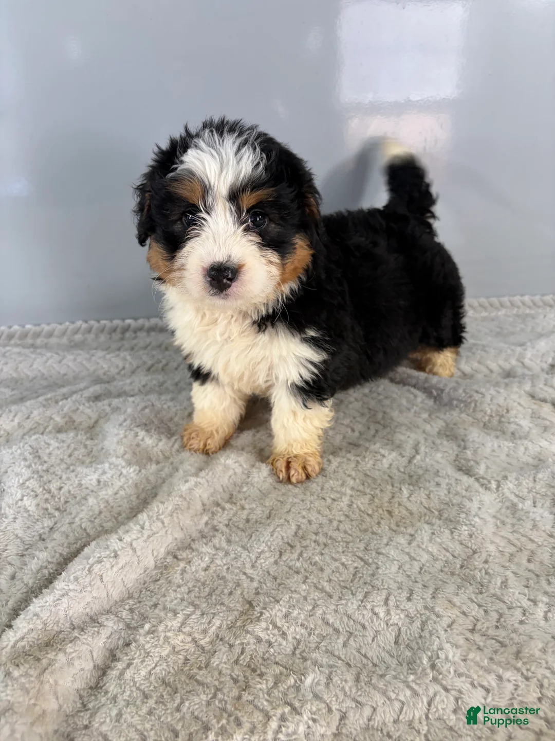 Mini Bernedoodle dogs for sale: Cari - Ad 10