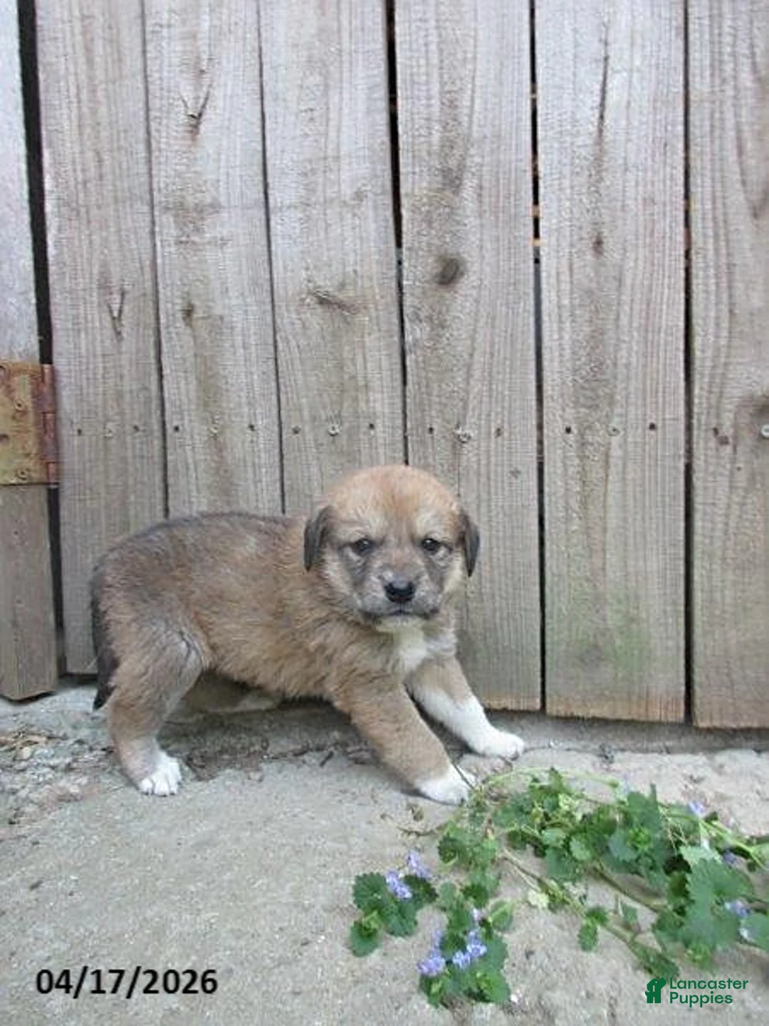 Mixed Breed dogs for sale: Aztec - Ad 2