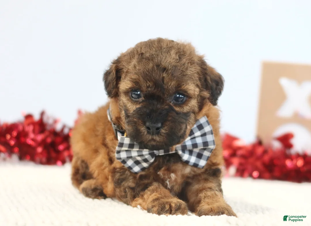 Toy Poodle dogs for sale: Beau - Ad 5