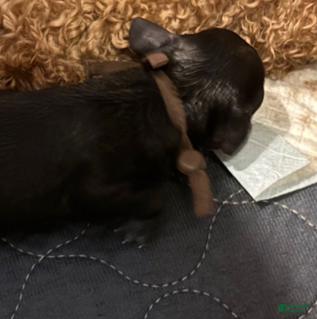 Cavapoo dogs for sale: Noelle - Ad 7