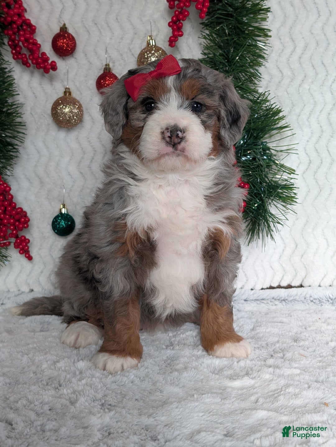 Mini Bernedoodle dogs for sale: Mini Opal  - Ad 12