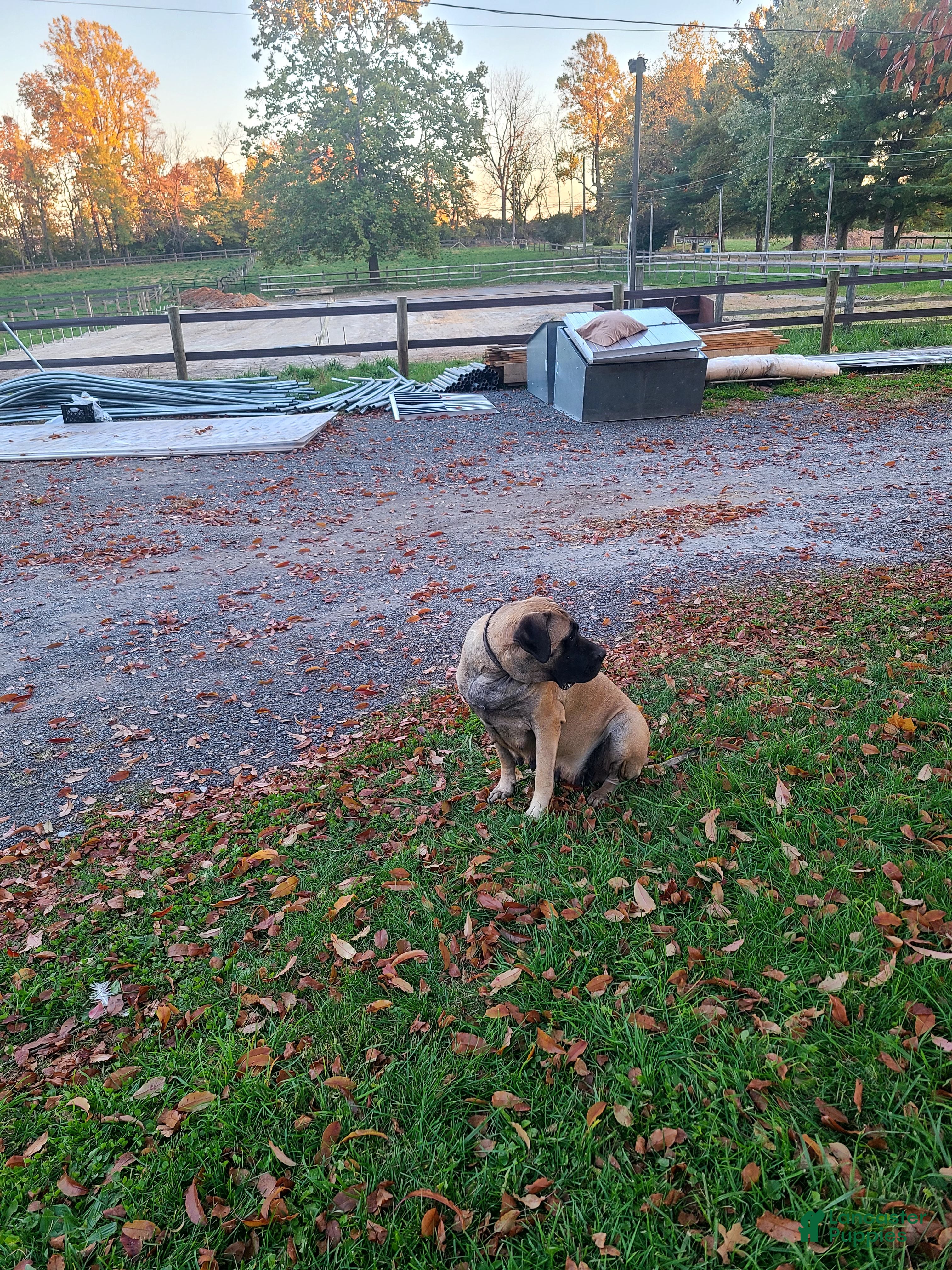 English Mastiff dogs for sale: Tucker - Ad 2
