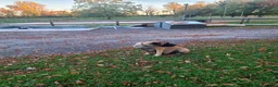 English Mastiff dogs for sale: Tyler - Ad 4