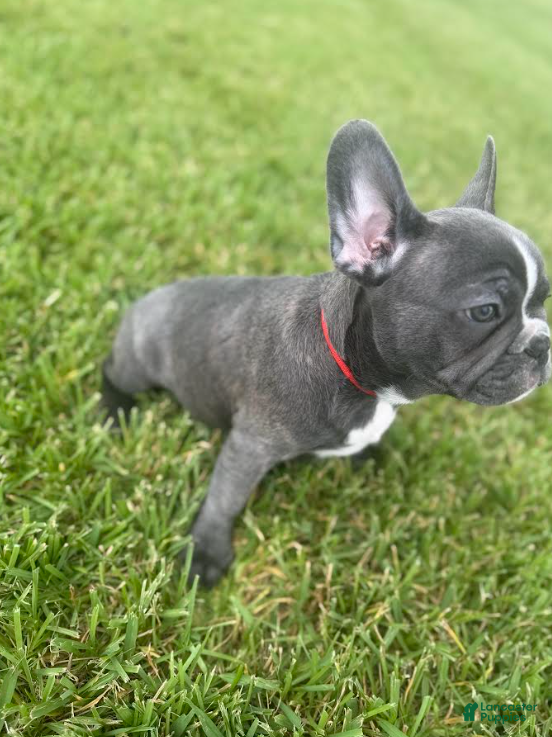 French Bulldog dogs Red Collar - Ad 1